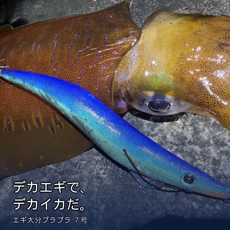 【横風7m×デカエギ】エギ大分プラプラ7号が風を制す──レッドモンスター捕獲