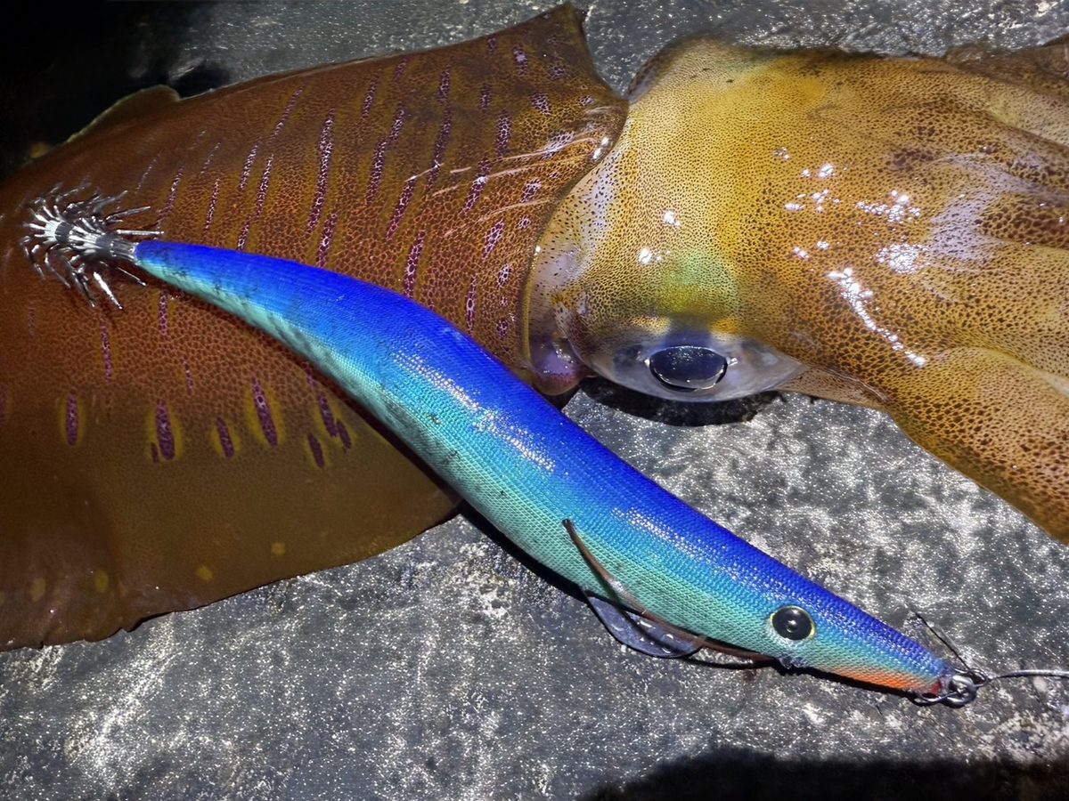 エギ大分プラプラ7号──レッドモンスターを仕留めたヒットエギのクローズアップ