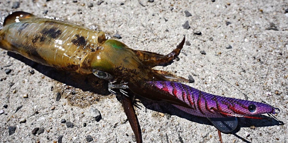 エギシャープ新色4色