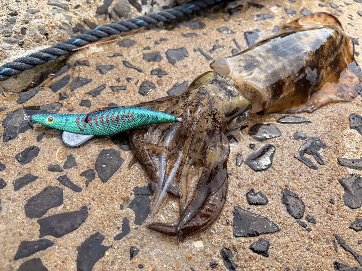 グリーンアジベースブルーで釣り上げたアオリイカとエギシャープ3.8号V1