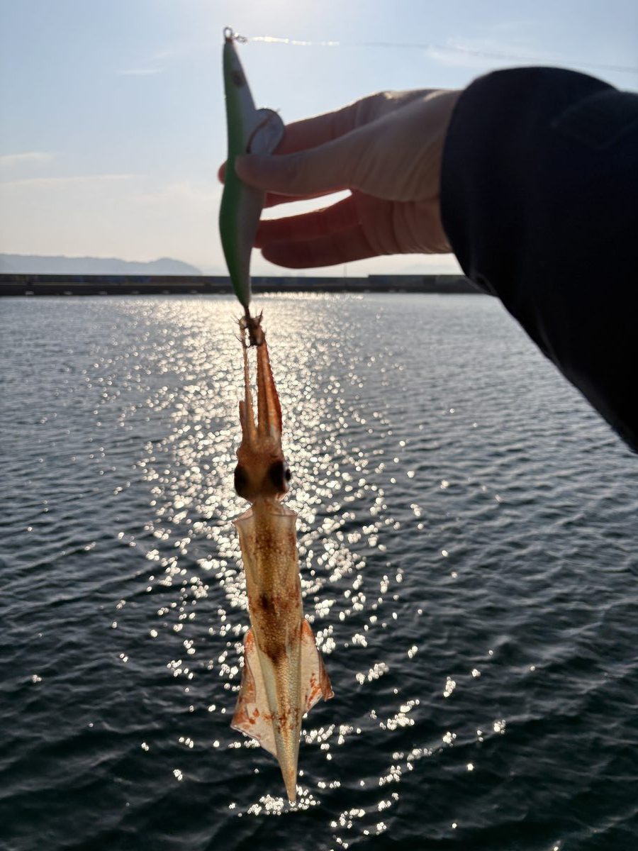 UVリーフグリーンでヤリイカをキャッチ──夕暮れの海面にシルエットが浮かぶ