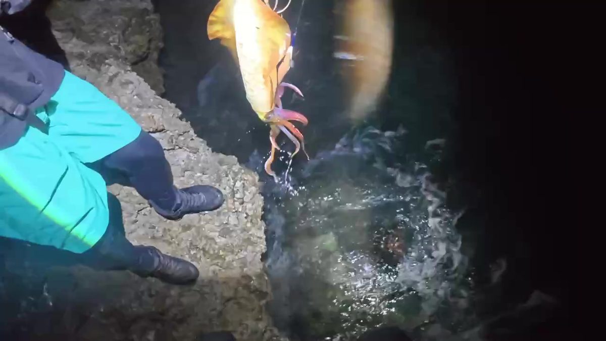 五島型エギで掛けた烏賊を抜き上げる瞬間──水しぶきが月光に輝く