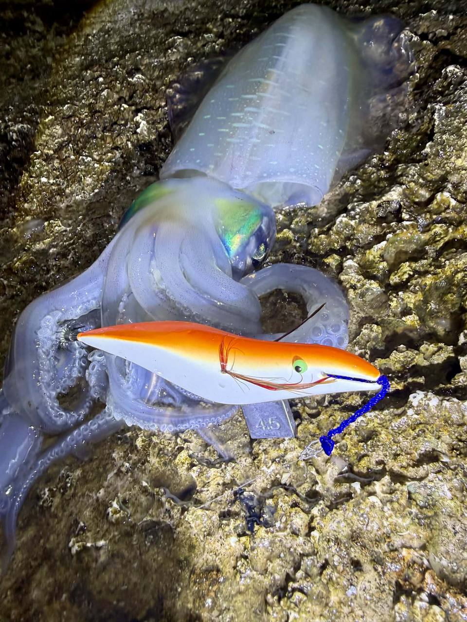 釣り上げた烏賊のクローズアップ──透き通る身体が美しい