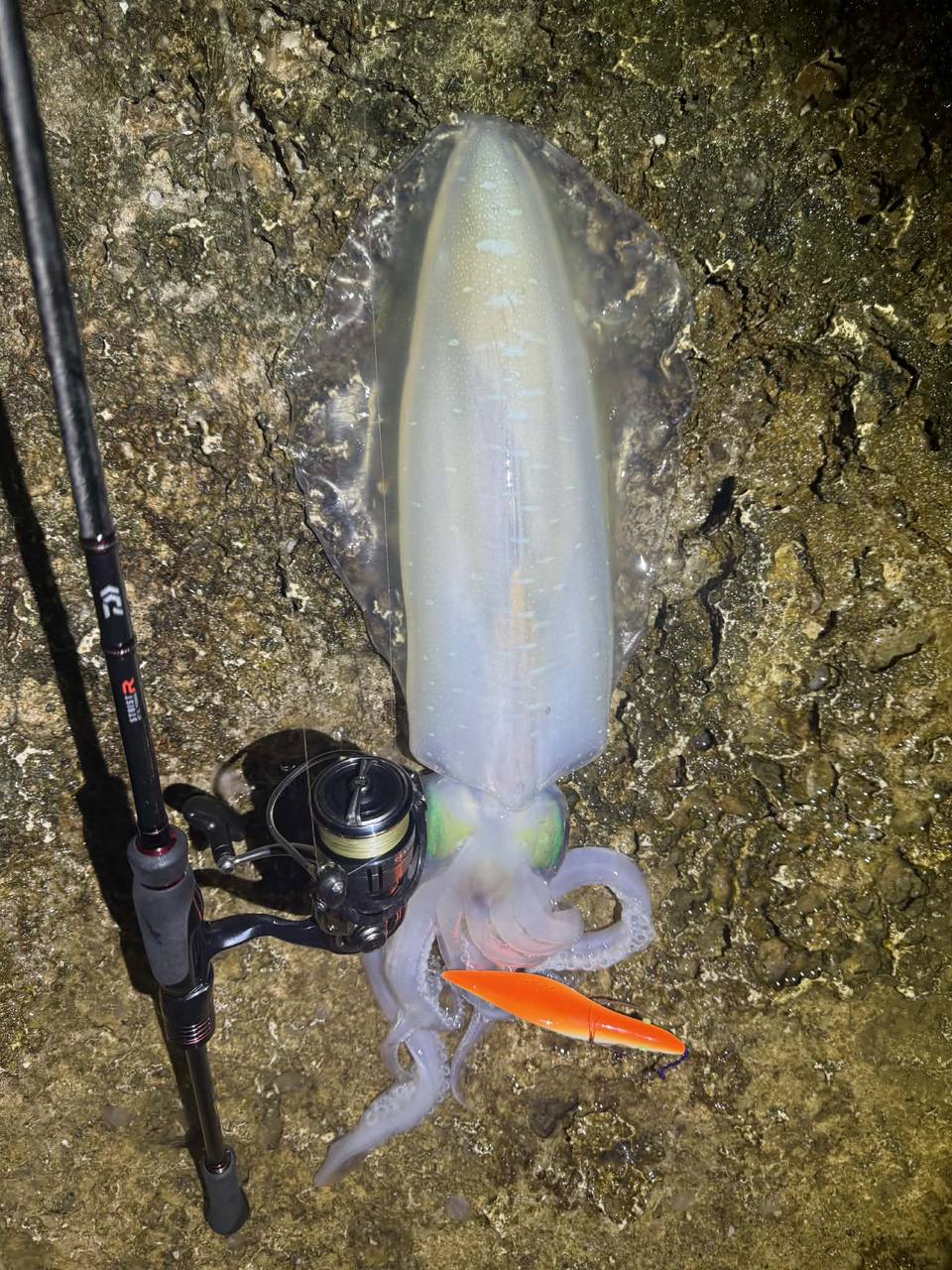 岩場に横たわる烏賊と五島型エギ──月夜の釣果