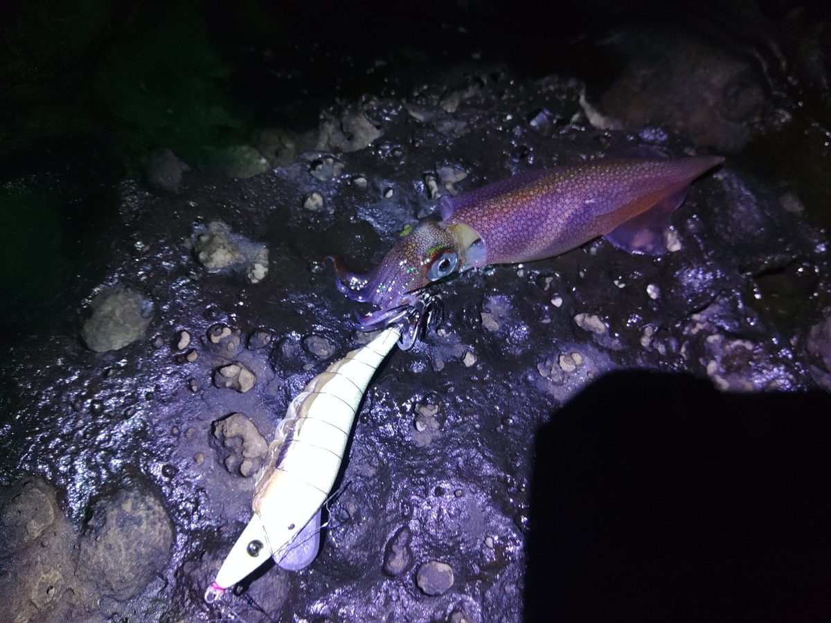 フルグローホワイトで釣り上げたヤリイカ──呼子磯場にて
