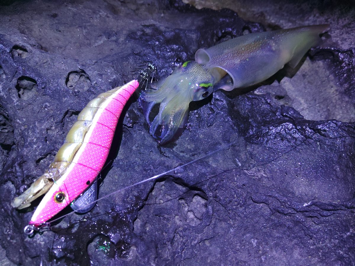 ピンクグローホワイトでキャッチしたヤリイカ──カラーローテーションが奏功
