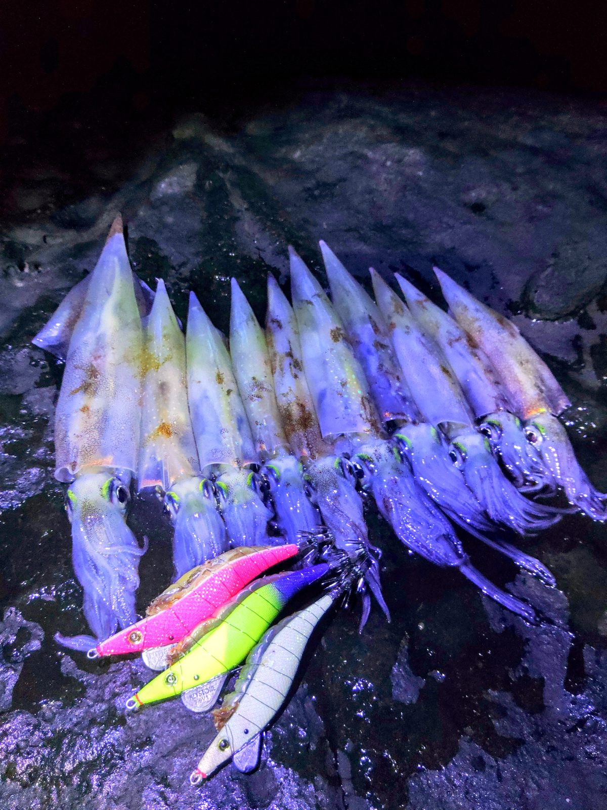 【邪道エギング×呼子磯場】3月ハイシーズン！カラーローテーションで激戦区を攻略