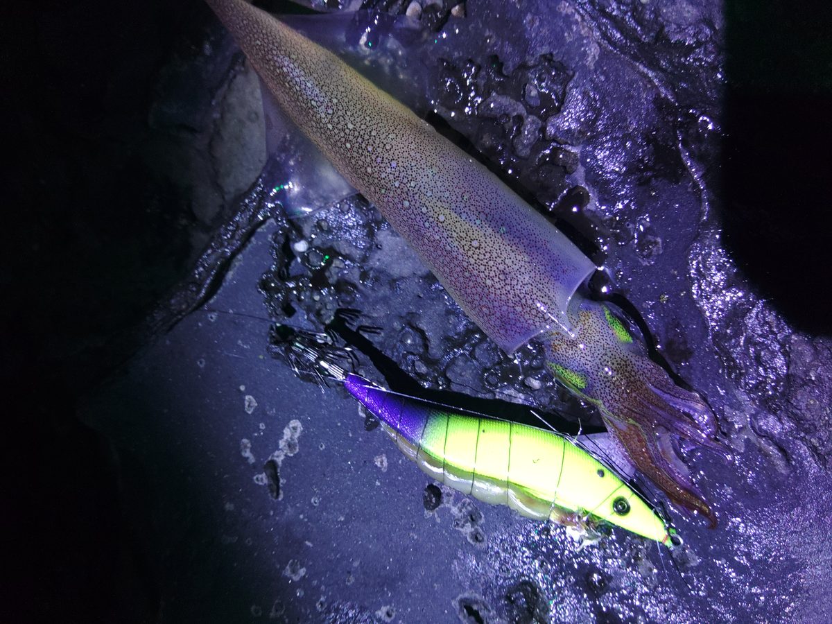 イエローグローパープルで追加キャッチ──3色ローテーションの完成