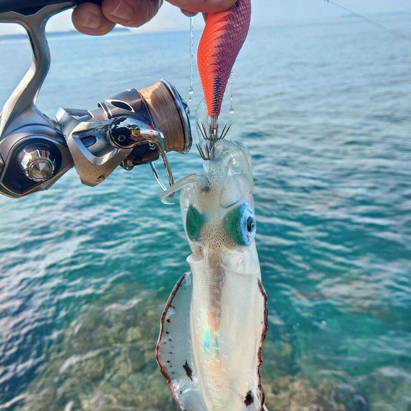 【西海実釣】潮流・沖の良型攻略！エギ3サイズ使い分けで釣果最大化