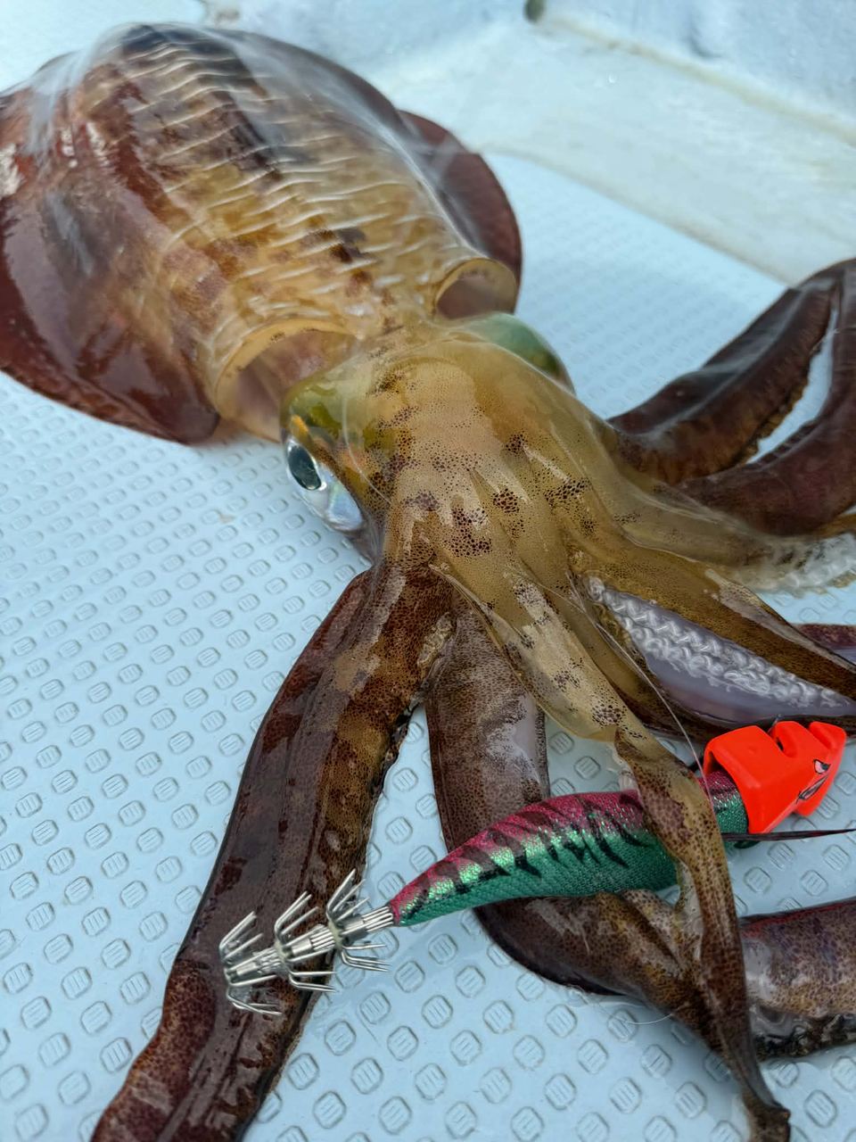 那覇沖ディープティップランで仕留めた良型──三段傘針がしっかりフッキング