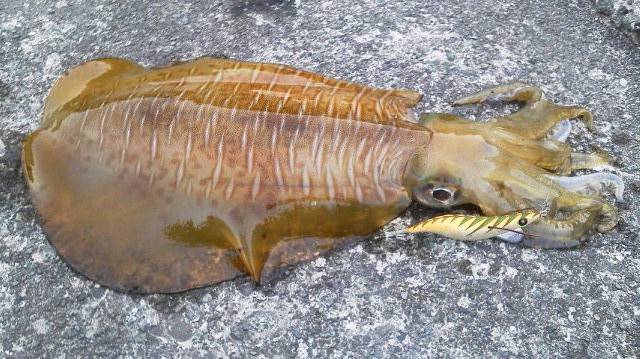 モンローエギ釣果4