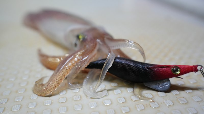 夜焚きイカ釣り実釣