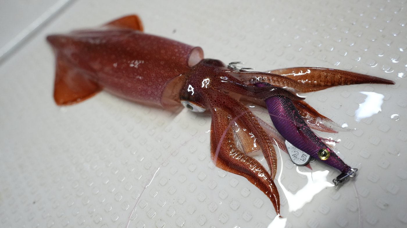 夜焚きイカ釣り実釣写真