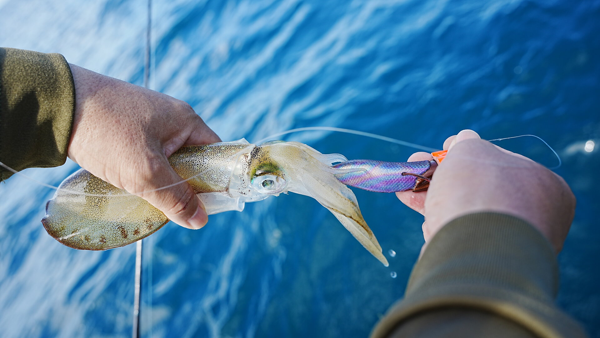カラーローテーションで釣った秋イカ
