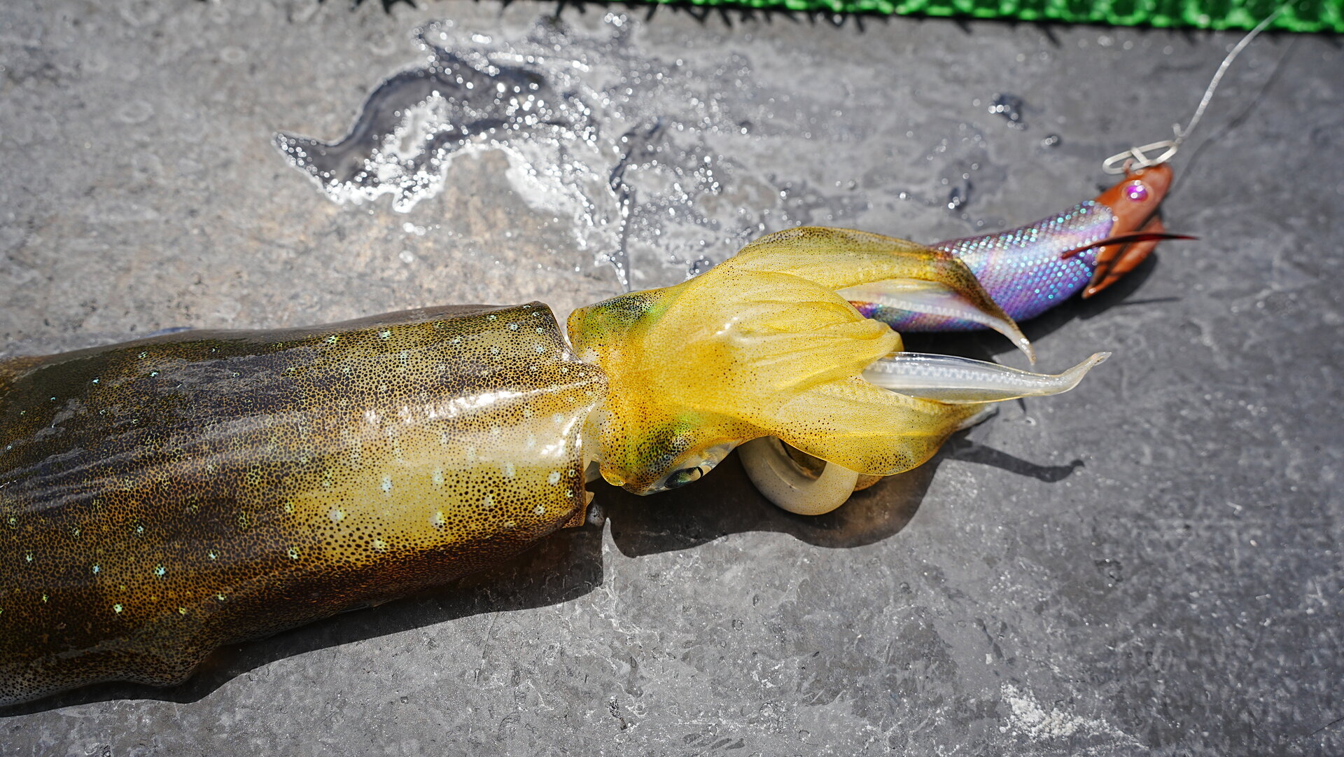 下地カラーを意識したエギセレクト