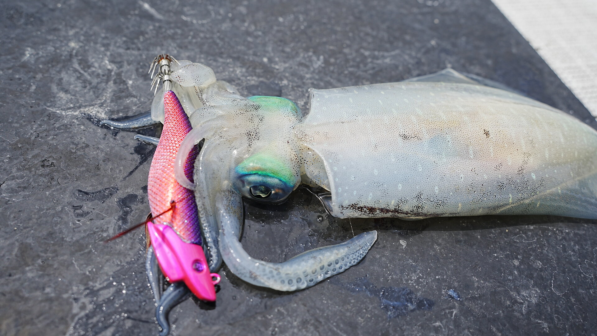 ギャラクシーグローパープルでの釣果