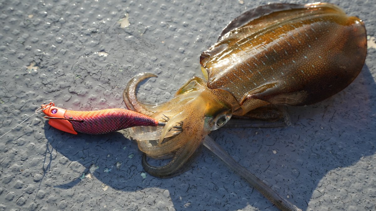 レッドアジオレンジでヒットした秋イカ