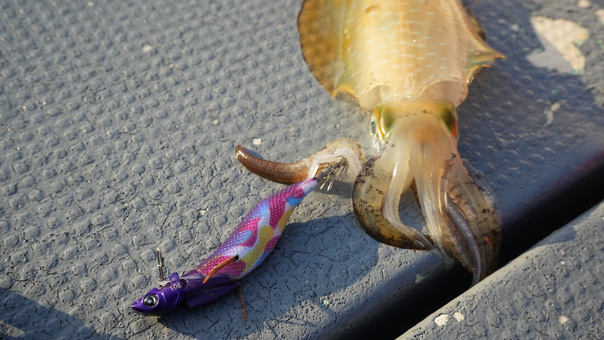 るるパープルでヒットした秋イカ