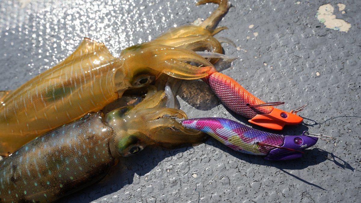 朝マズメのティップランエギング釣行シーン