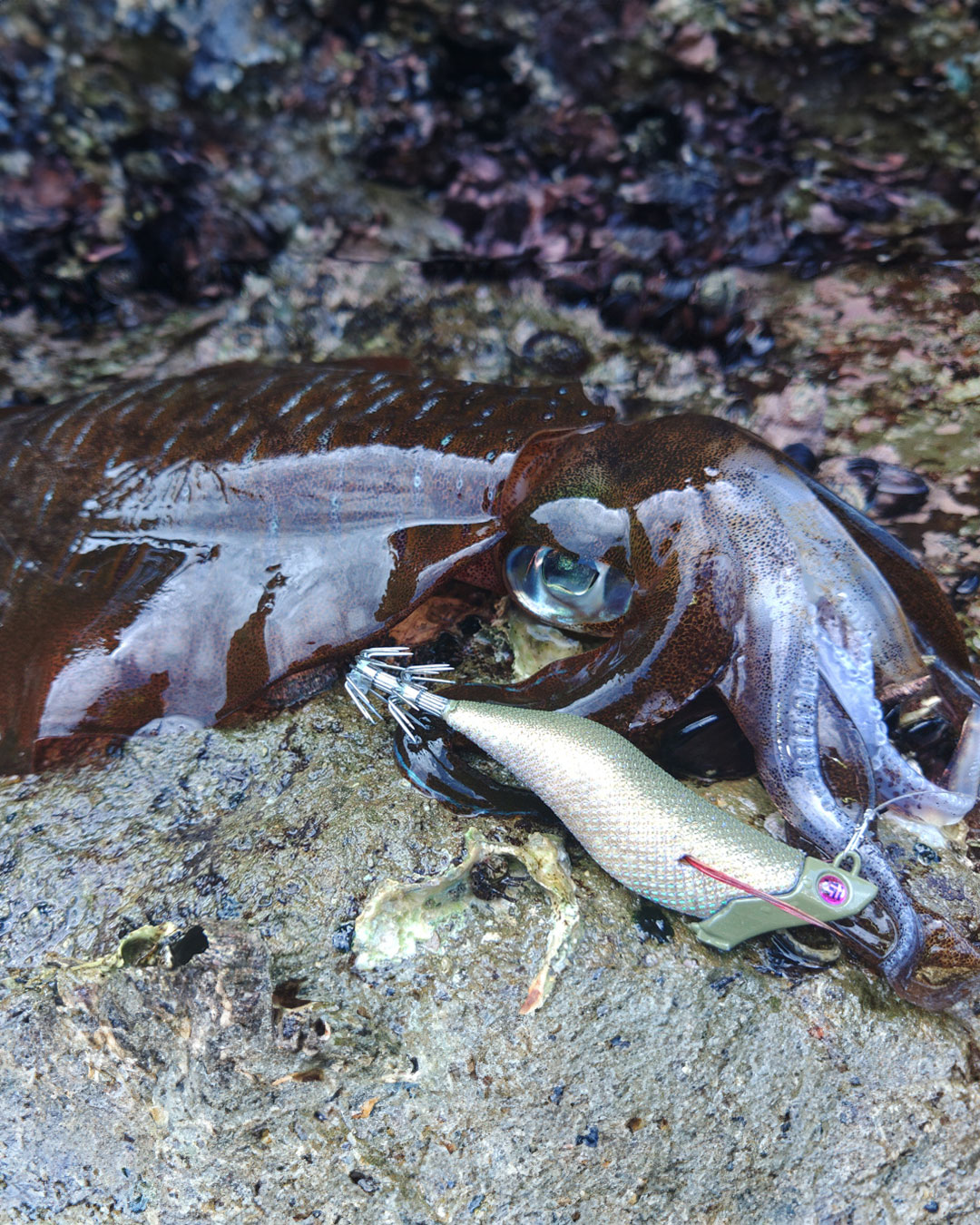 JetChaser実釣画像2