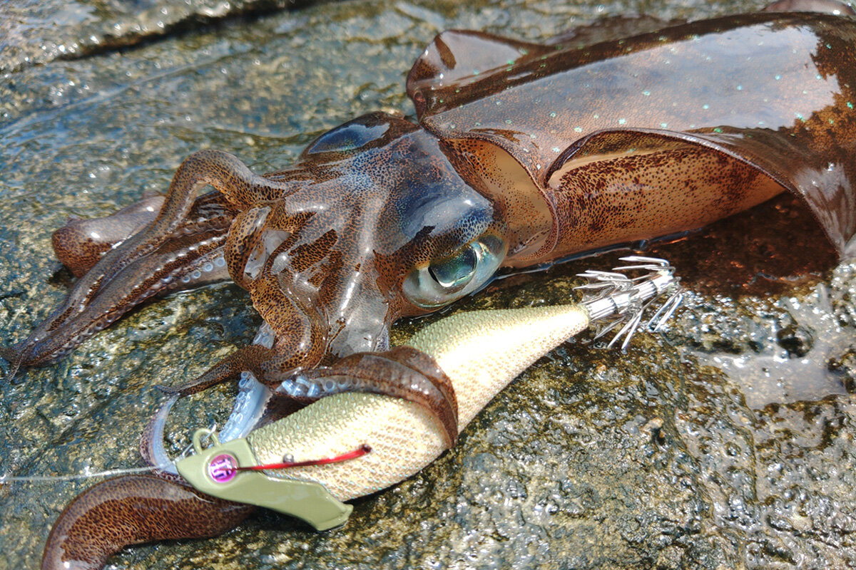 JetChaser実釣画像3