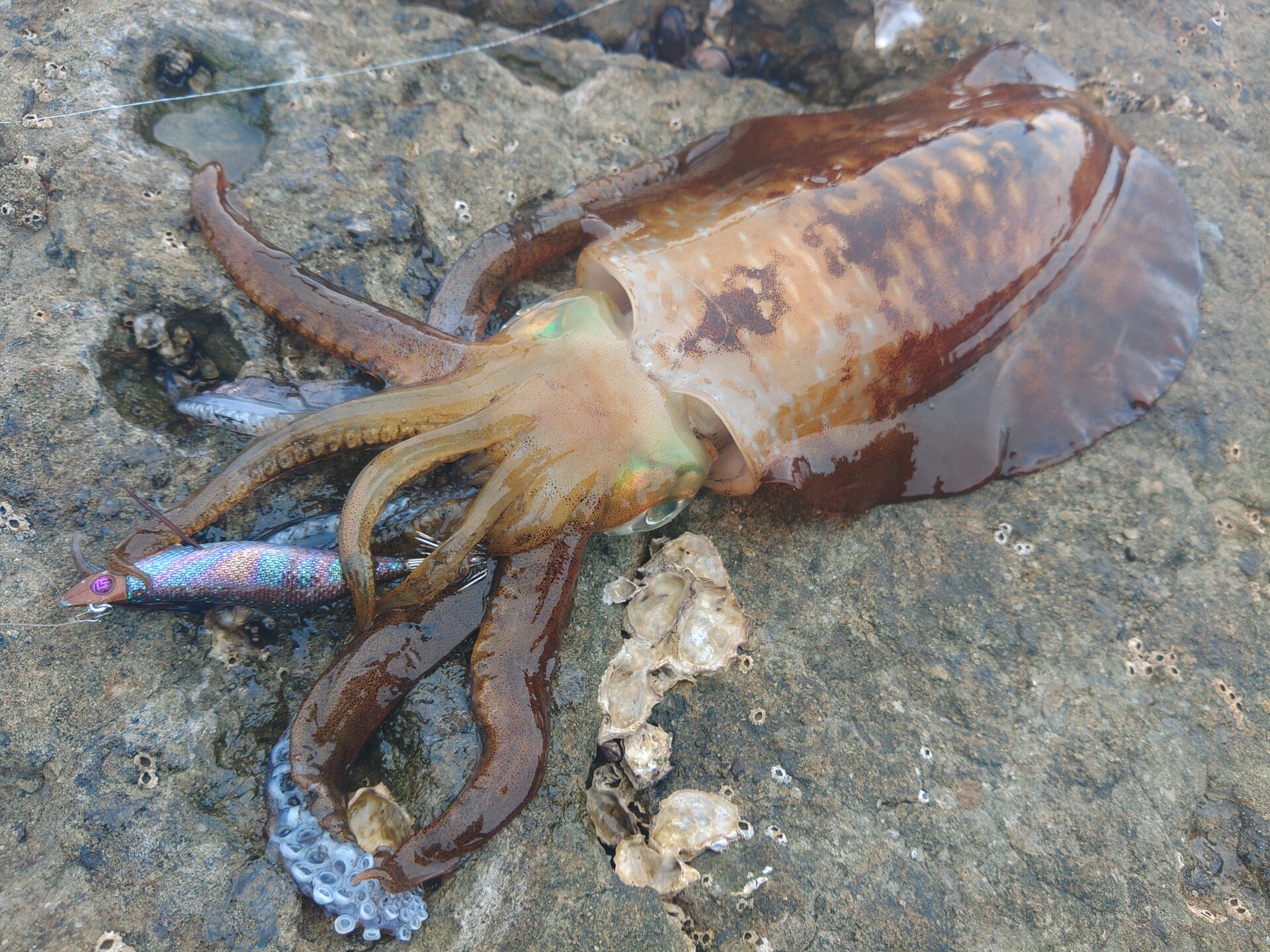 ジェットチェイサー2.6号 チタニウムショコラでヒット