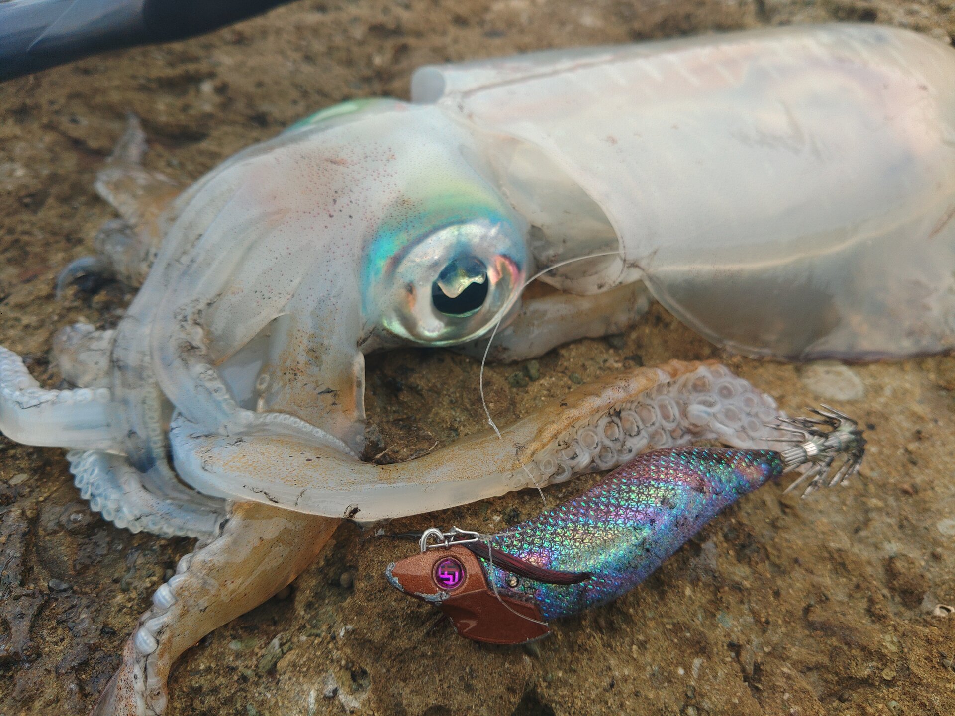 キロアップのアオリイカ釣果