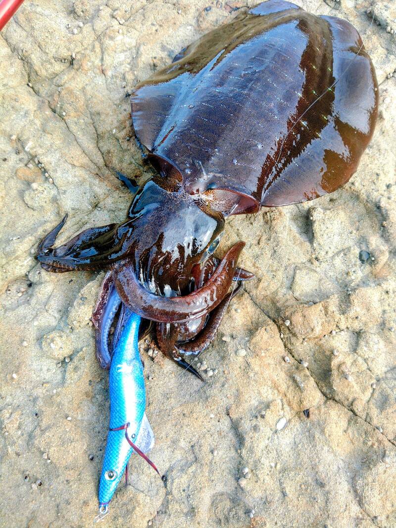 号数使い分けタックル全景