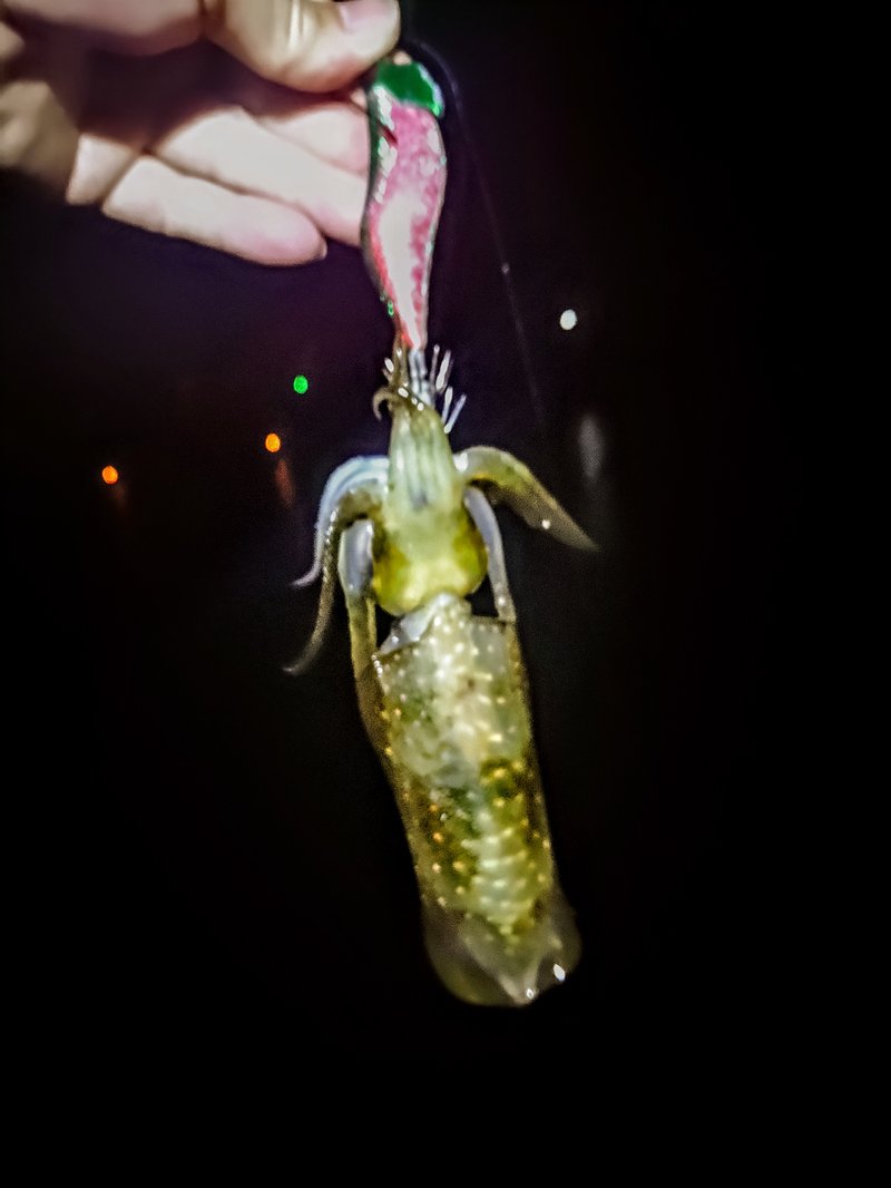 ギャラクシーグローグリーンキャッチ