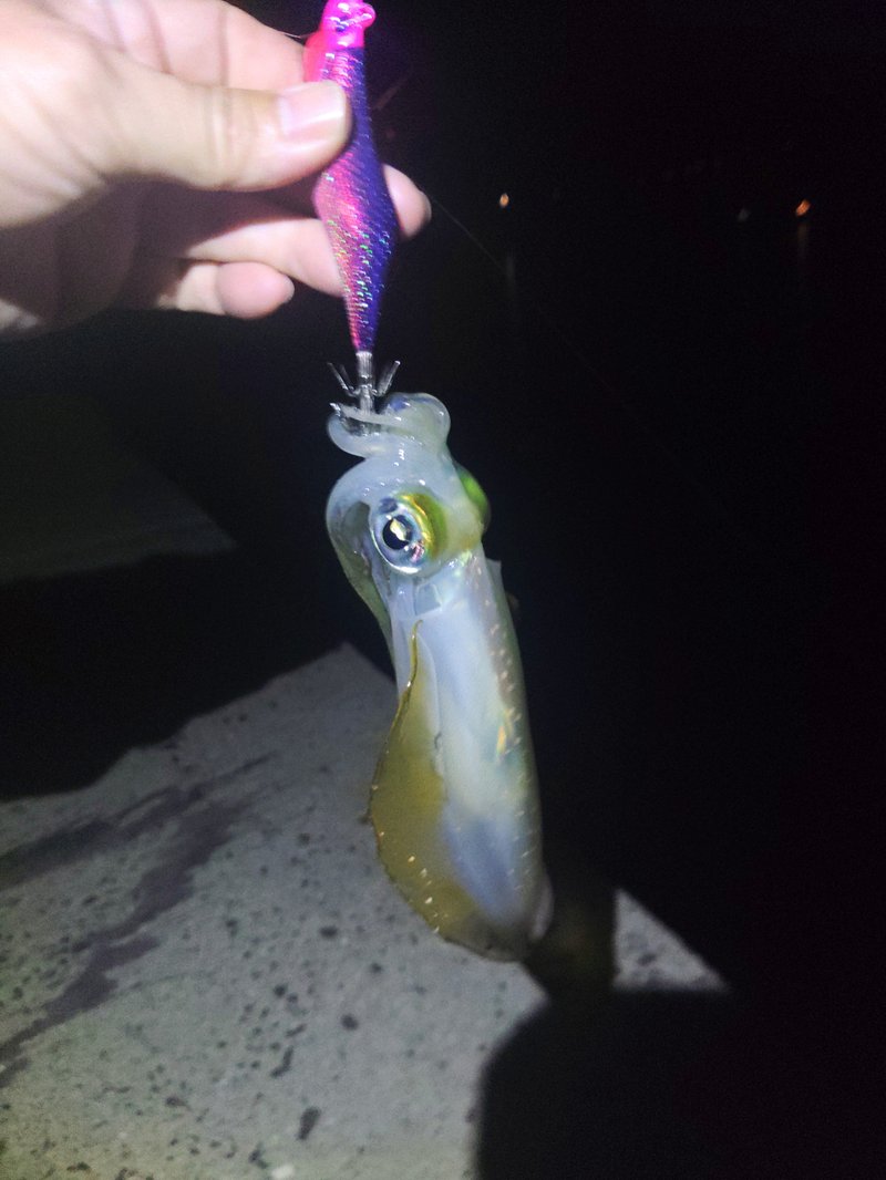 ギャラクシーグローパープルキャッチ