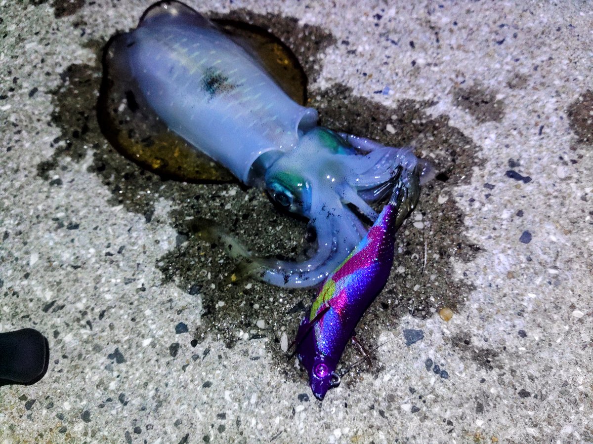 るるパープル連続キャッチ1