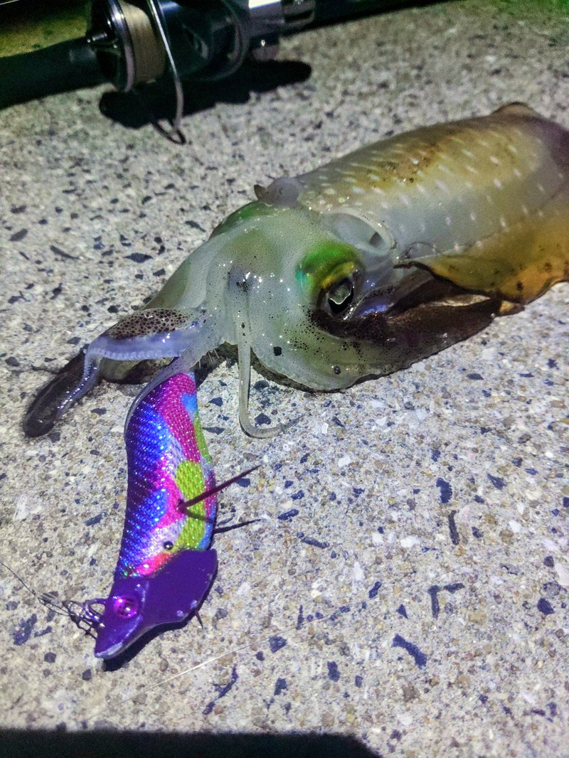 るるパープル連続キャッチ2