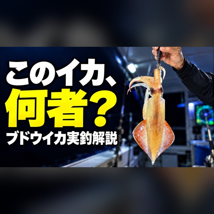 動画「このイカ、何者？ ブドウイカ実釣解説」のサムネイル。船の上で釣り上げたブドウイカ。ブドウイカはケンサキイカの亜種（季節型）で、10月から11月に日本海西側で狙う。