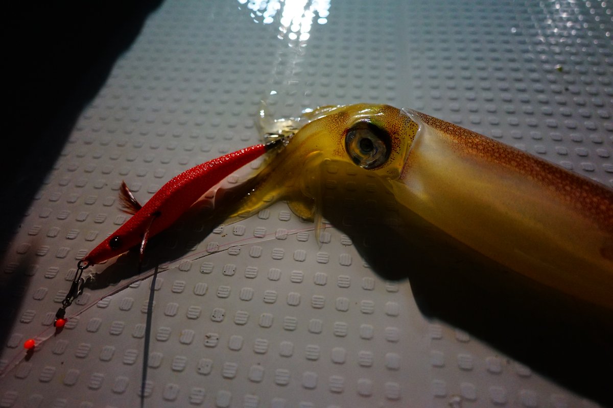 ドリップベイトで釣れたケンサキイカ