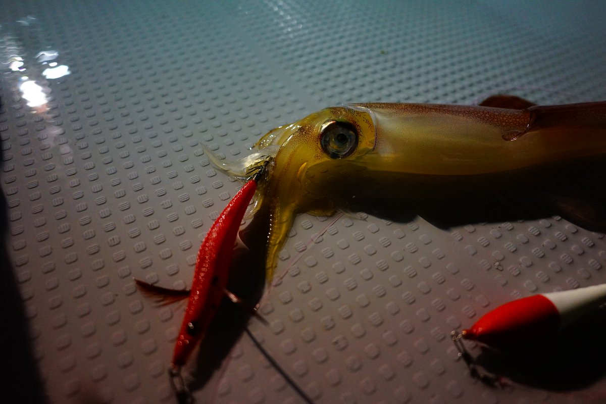 ドリップベイトで釣れたヤリイカ