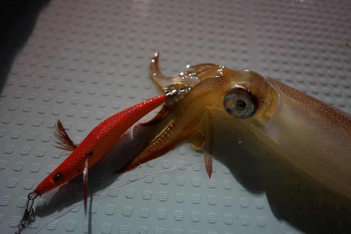 ドリップベイトで釣れたスルメイカ