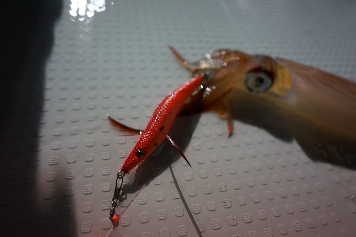 船イカ釣り釣果
