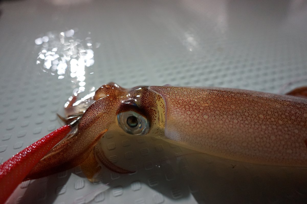 夜焚き釣り釣果