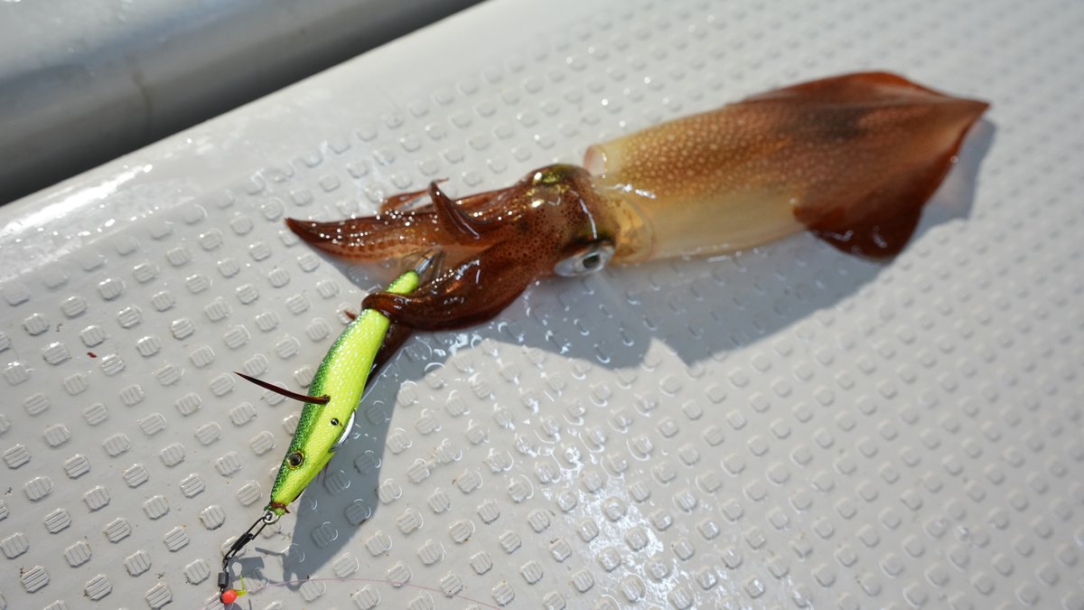 船イカ夜焚き釣果