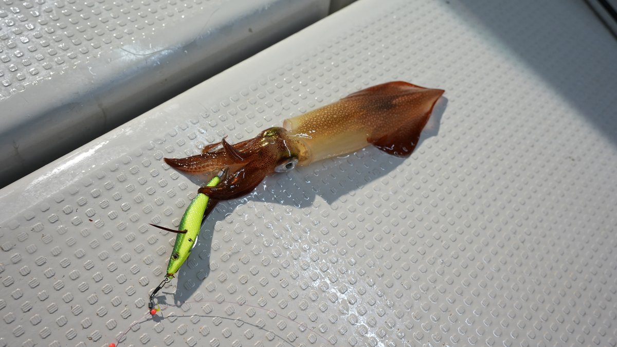 ケンサキイカ釣果