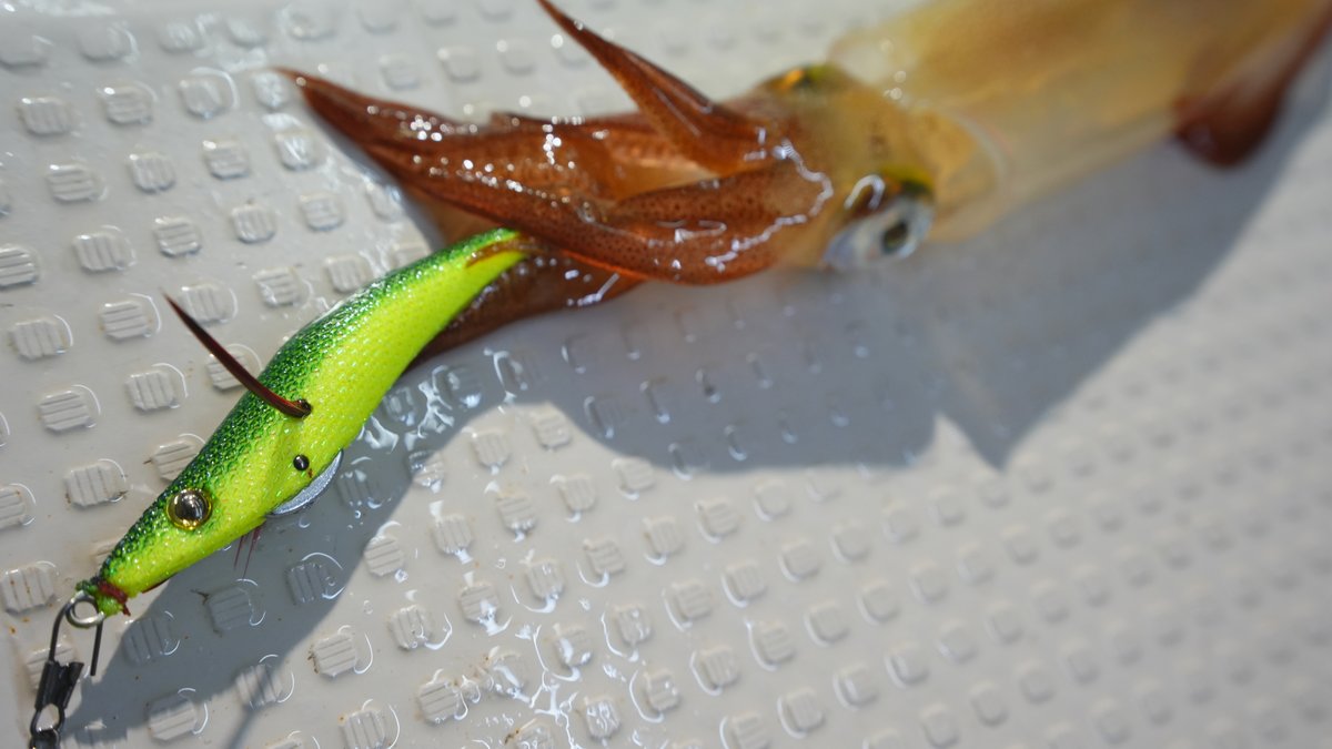 スルメイカ釣果