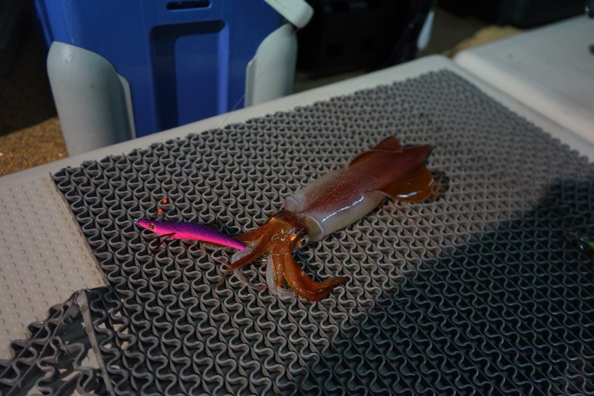 夜焚き船釣りシーン