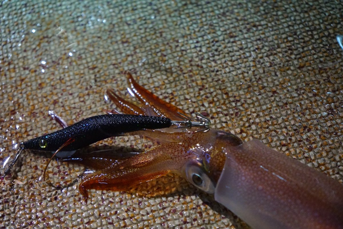 集魚灯での釣りシーン