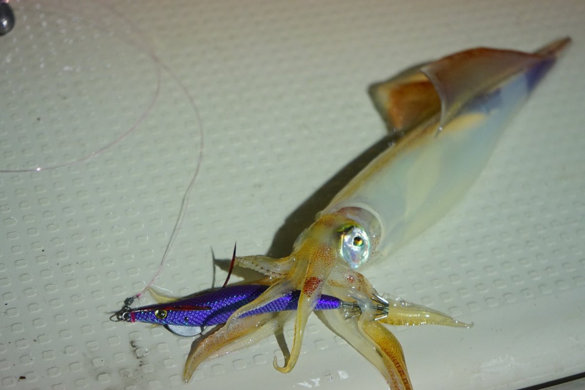 イカメタルシーン