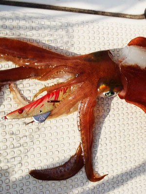 大型イカの食性