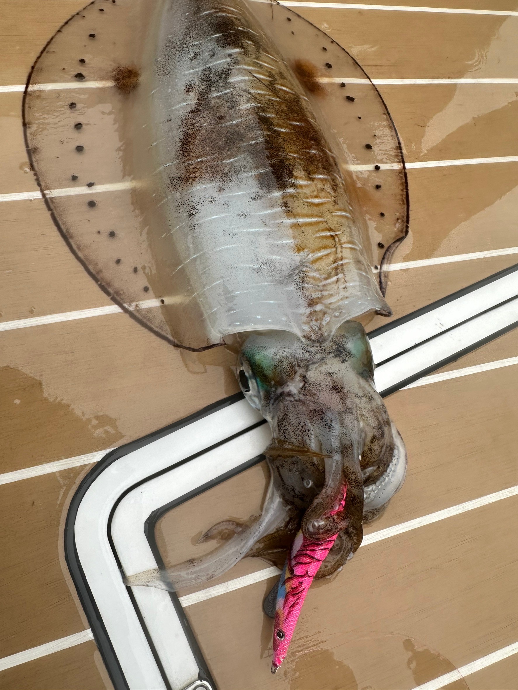 エギシャープαで釣れた大型アオリイカ