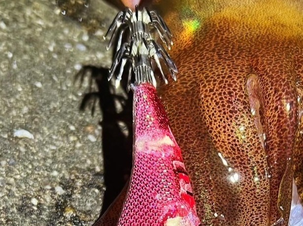 KS10号傘針がアオリイカに刺さった状態