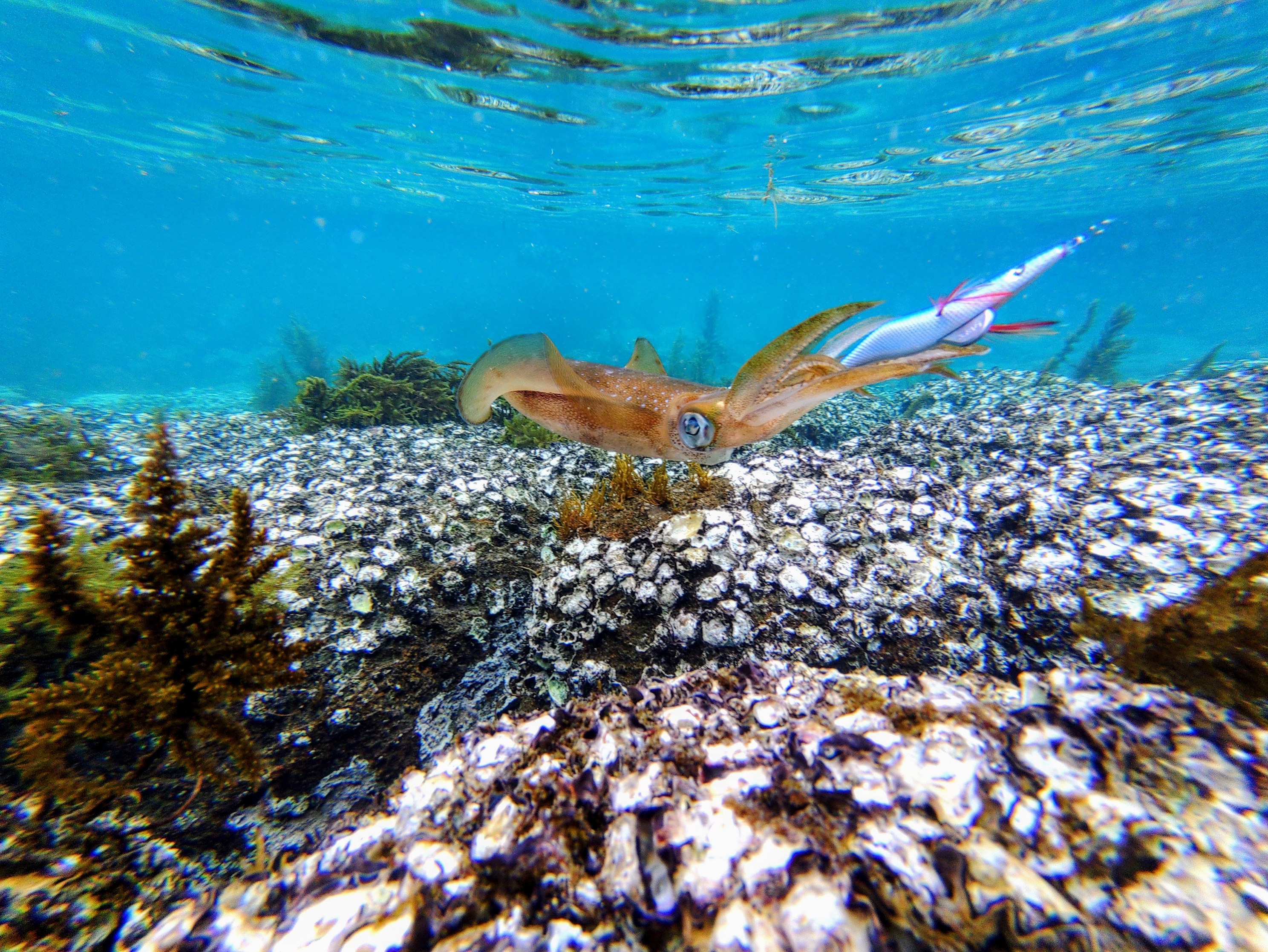 水中でアオリイカを追うエギシャープα