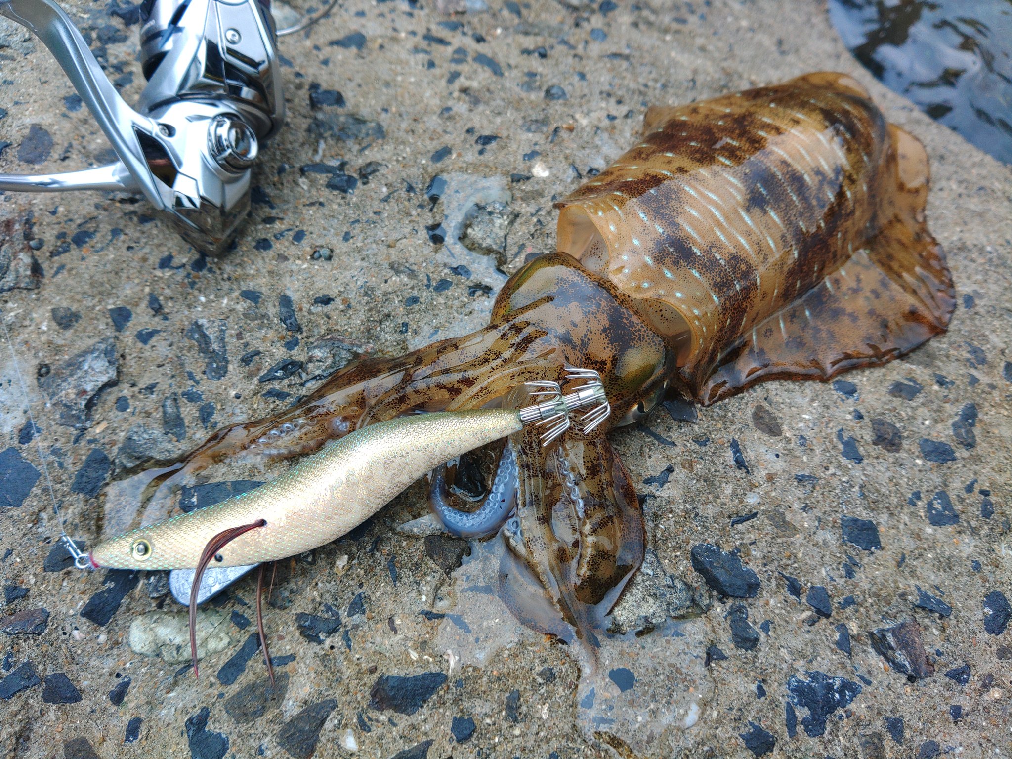 エギシャープα トップ画像