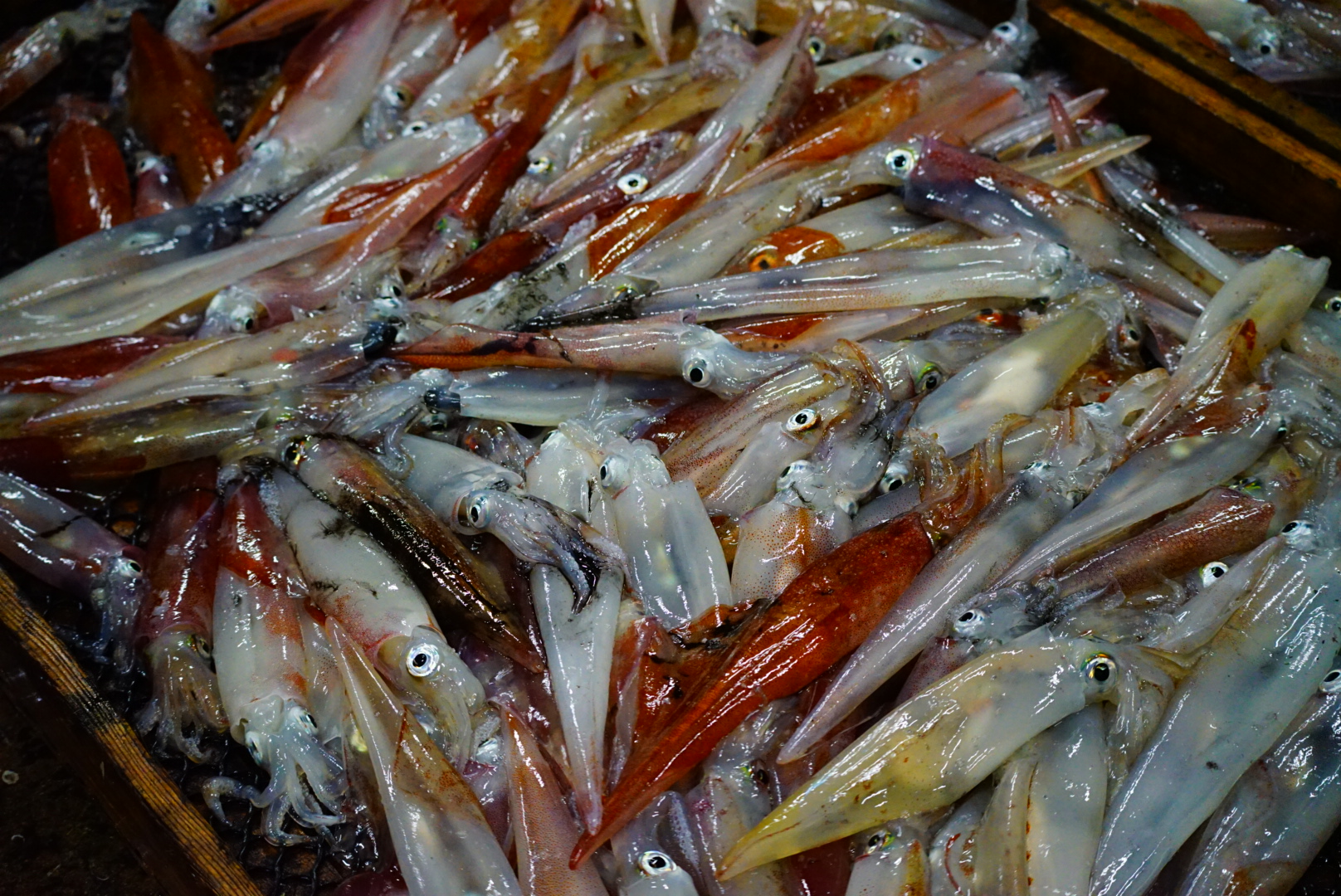 早福型 漁師実証済みの釣果